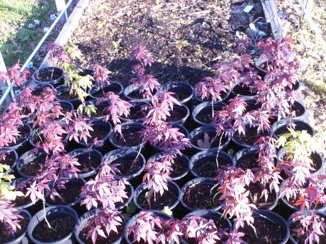 japanesse red maple trees in Dyersburg, Dyer County, Tennessee - Dyer